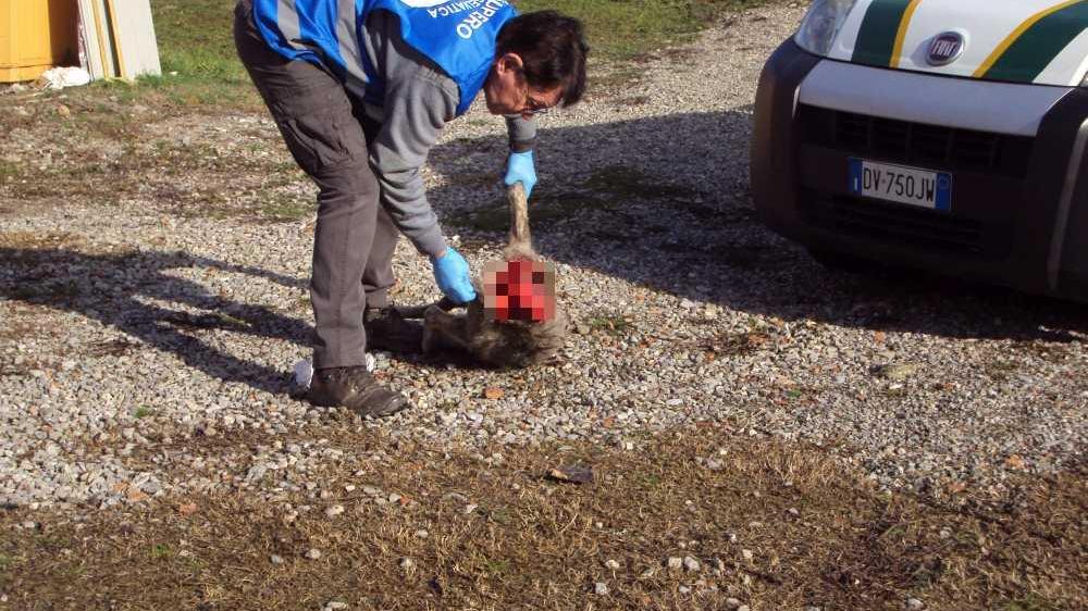 Lupo decapitato trovato in strada a Montalto