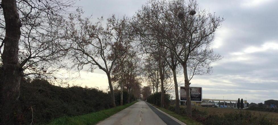 Un tratto della Vecchia Aurelia tra Donoratico e San Vincenzo