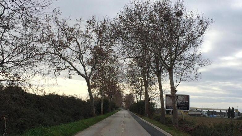 Un tratto della Vecchia Aurelia tra Donoratico e San Vincenzo
