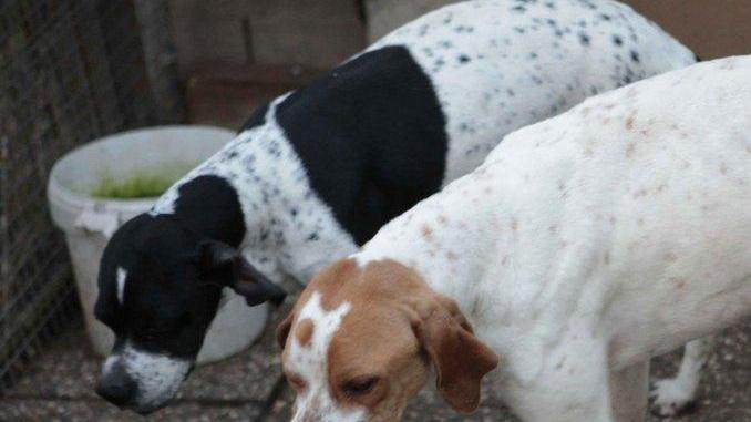 «Bocconi avvelenati in pasto ai cani»