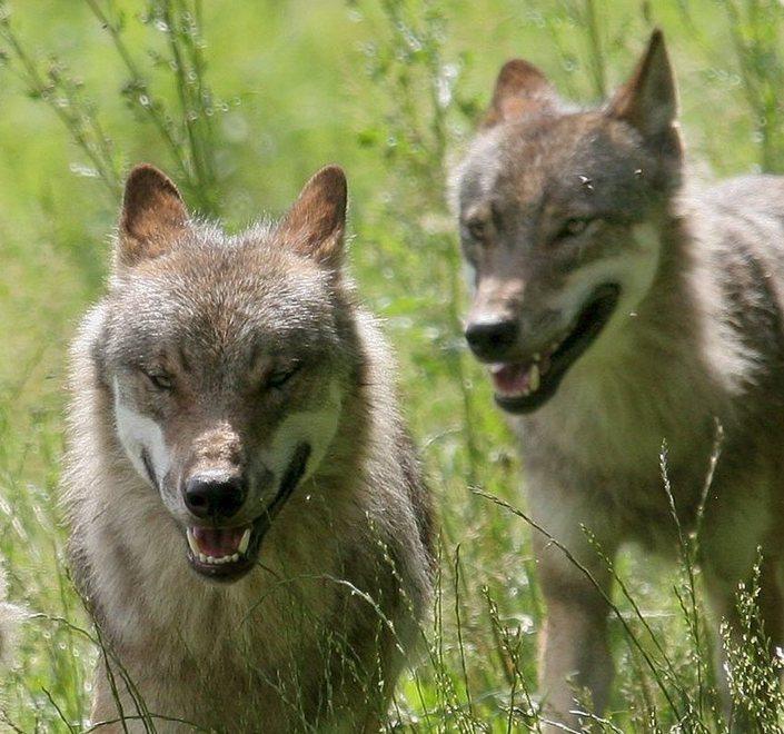 L’esperta: è difficile che il lupo possa attaccare le persone
