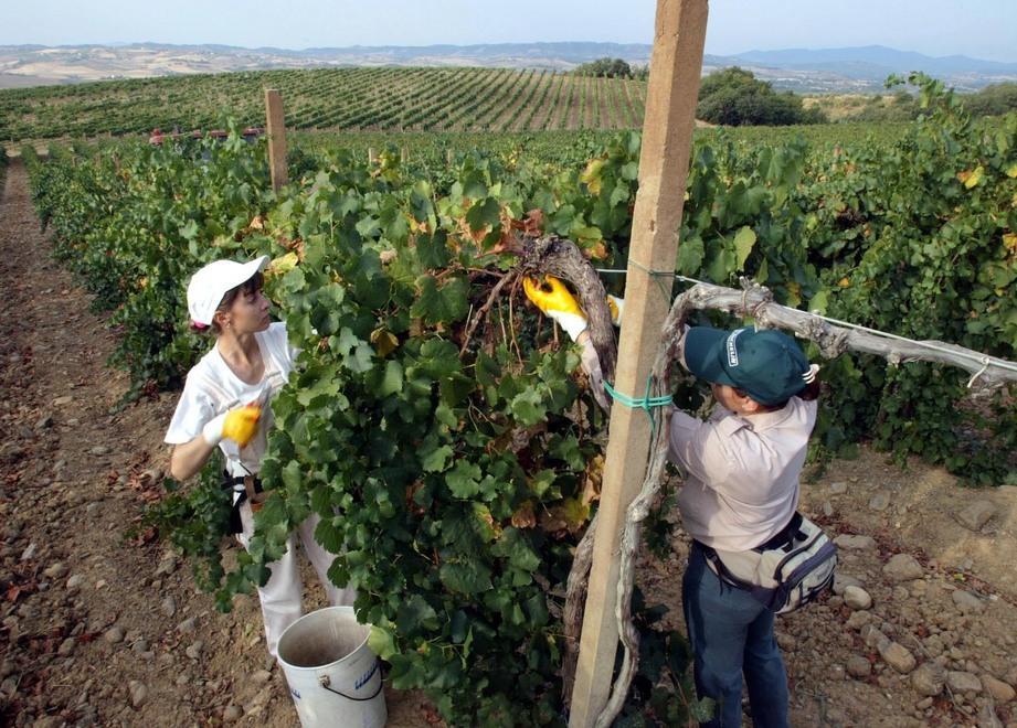 Un corso per diventare viticoltori 
