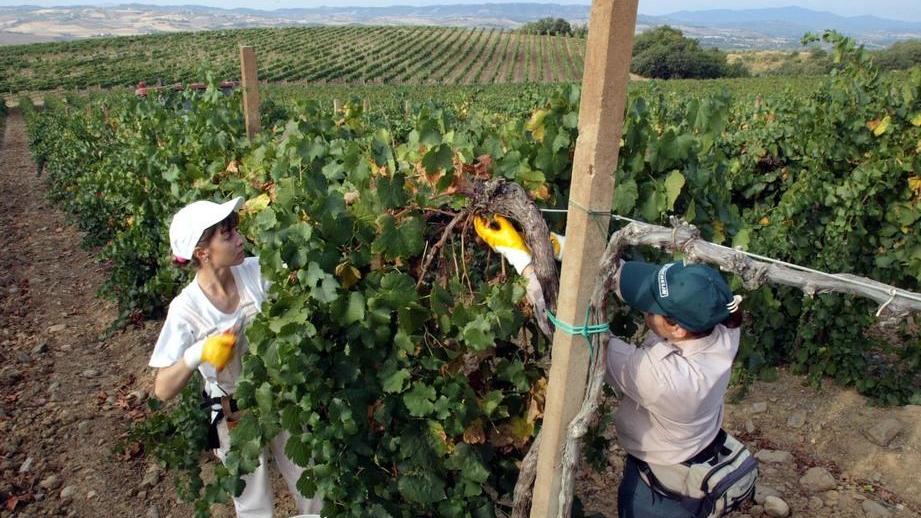 Un corso per diventare viticoltori 