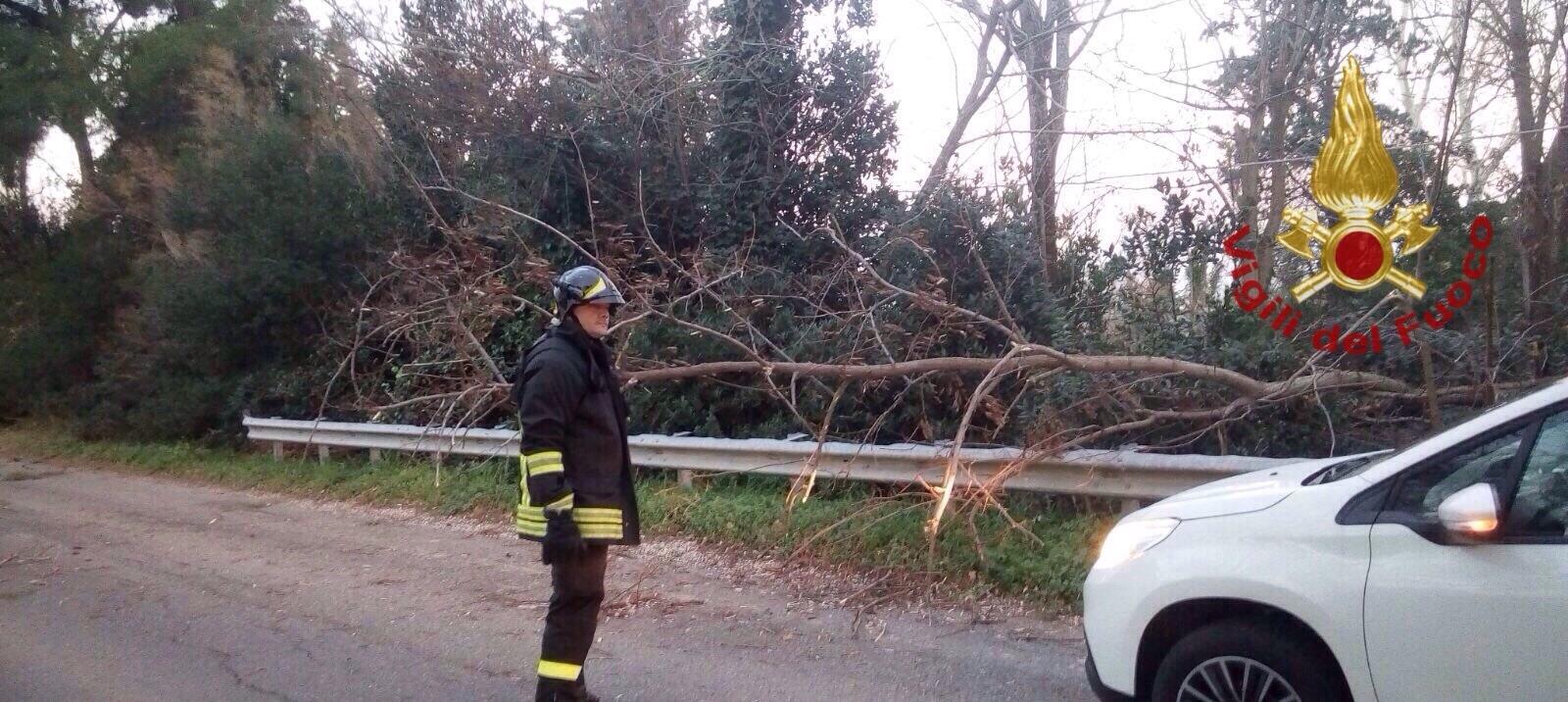 Uno degli alberi caduti a Pisa (foto vigili del Fuoco)