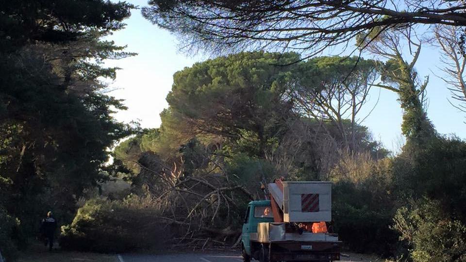 Il pino caduto sulla Principessa (foto Paolo Barlettani)