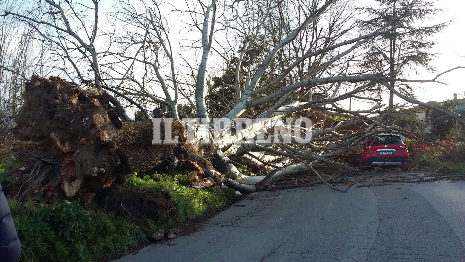Albero cade e travolge due auto: c'è un ferito 