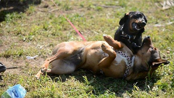 La "mimica" facciale fra due cani amici
