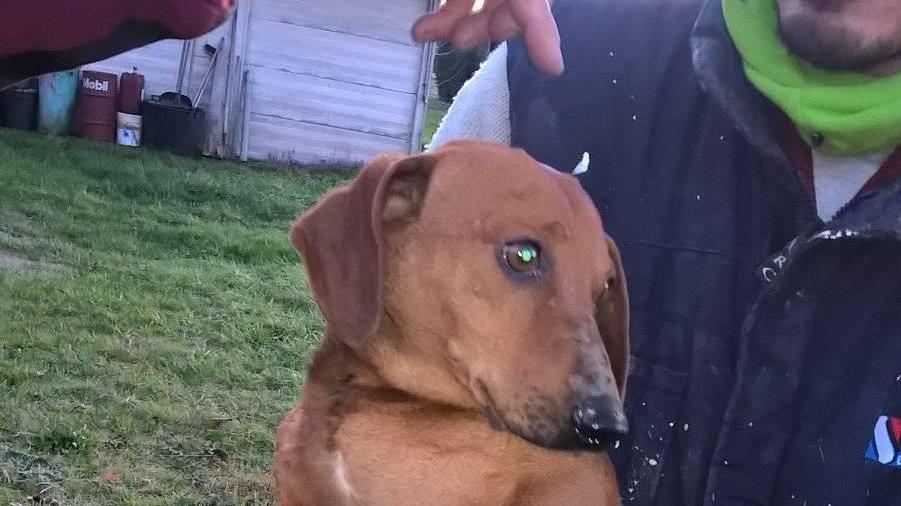 Cane insegue una nutria e s'incastra in un tubo: salvato