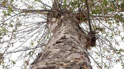 Le alberature come risorsa per la sicurezza