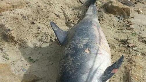 Delfino morto sulla spiaggia