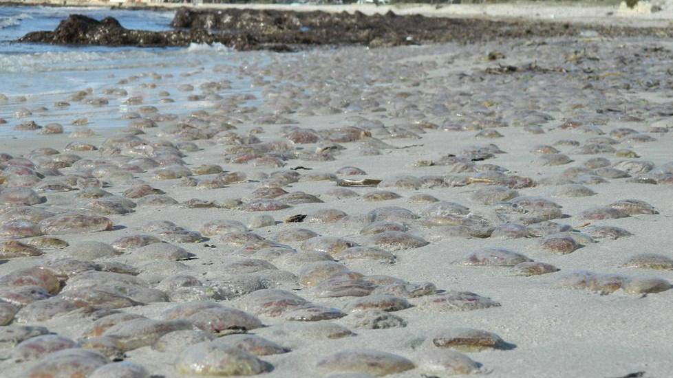 Morìa di massa delle meduse