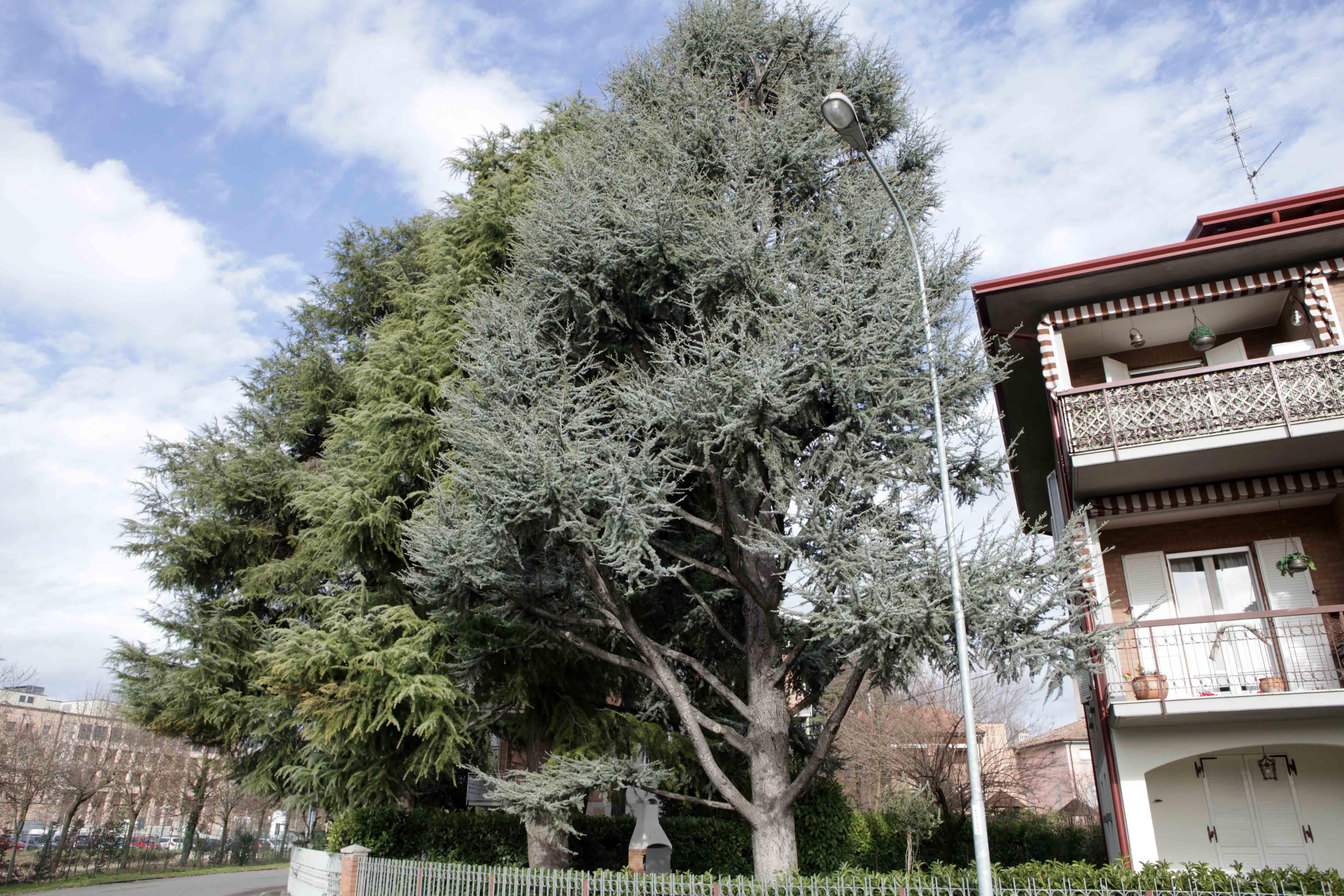 Cedri a rischio taglio: «L’ha chiesto chi abita nel palazzo» 