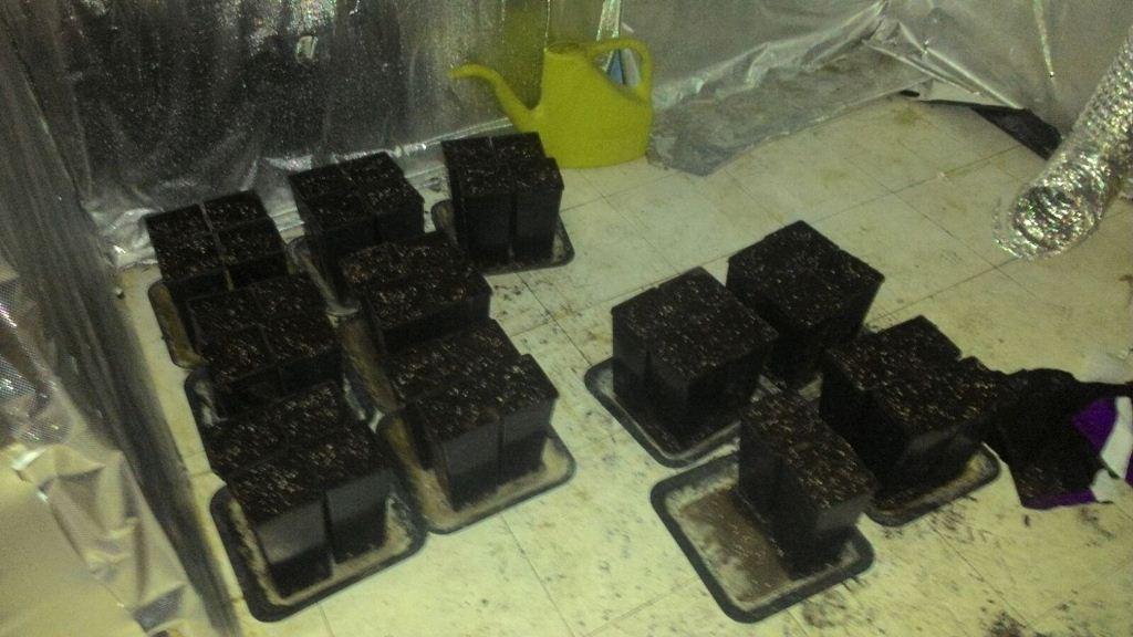 I vasi con le radici delle piante di cannabis (foto Mario Rosas)