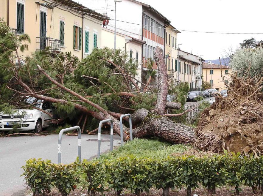 Alberi sradicati dal vento in via Tripoli lo scorso marzo (foto Gori)