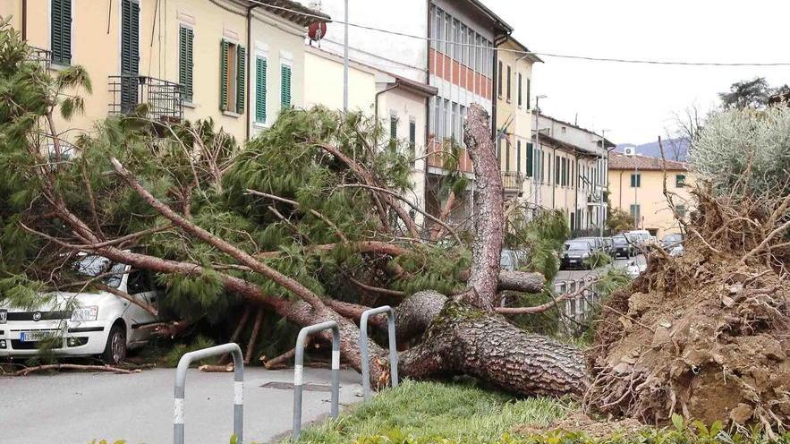 Alberi sradicati dal vento in via Tripoli lo scorso marzo (foto Gori)