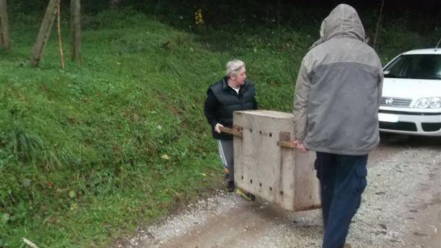 Il salvataggio del capriolo rimasto intrappolato a Camaiore