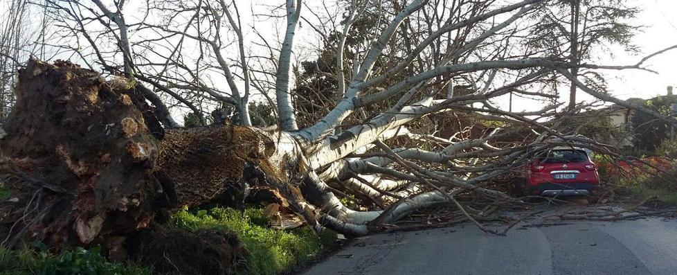 Grosso albero piomba su due auto 