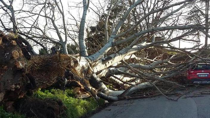 Grosso albero piomba su due auto