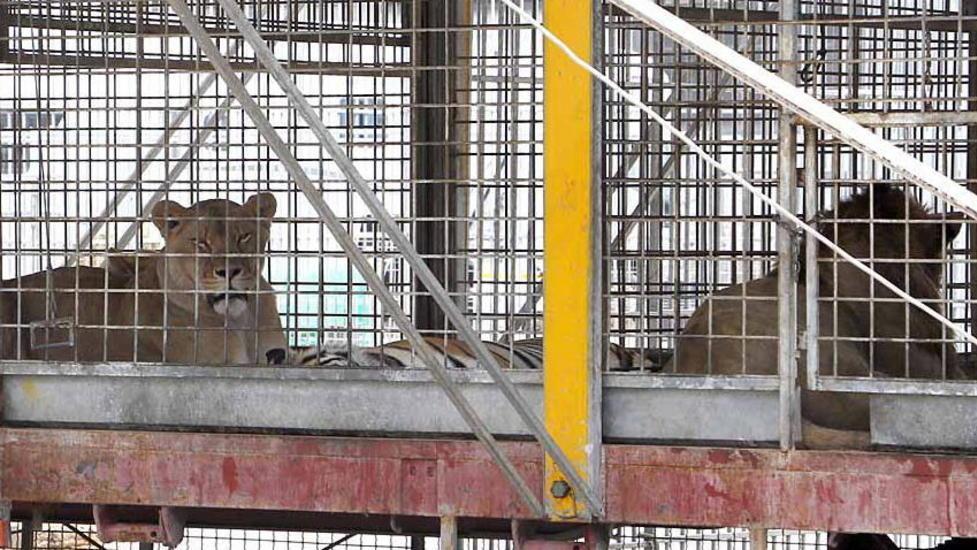 Presidio anti-circo a Fucecchio «No a coccodrilli, giraffe e leoni»