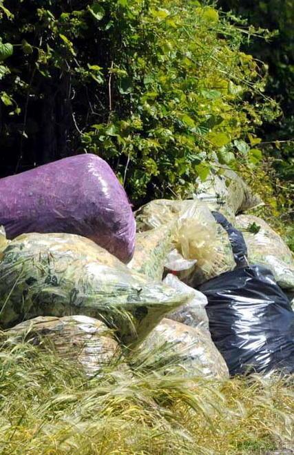 Frequenza ridotta per i ritiri del verde