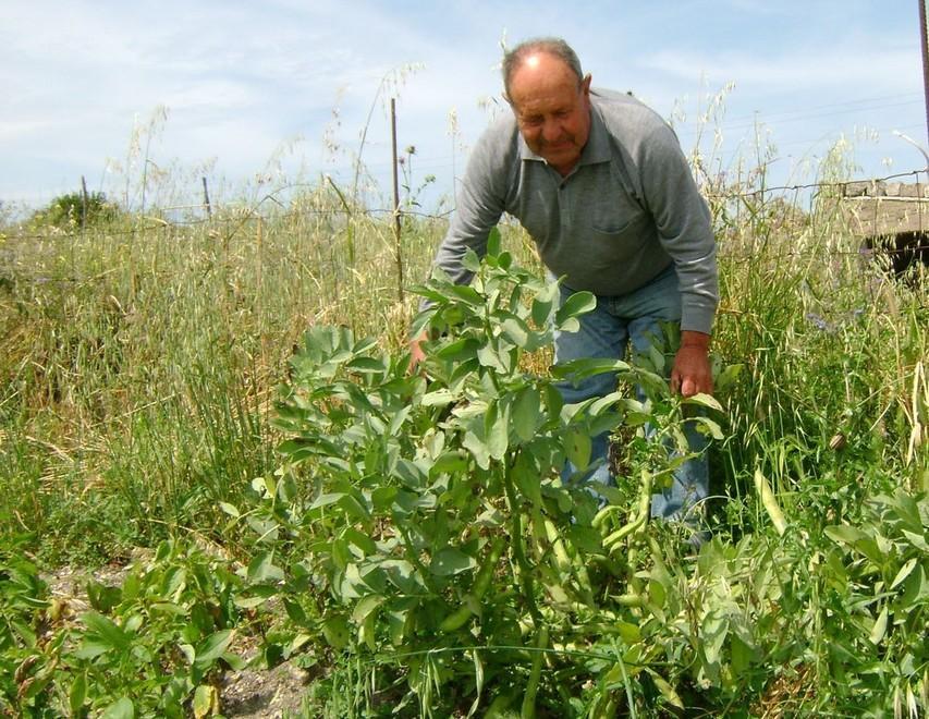 Produzione legumi, l’isola è sesta 