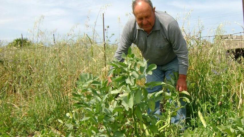 Produzione legumi, l’isola è sesta