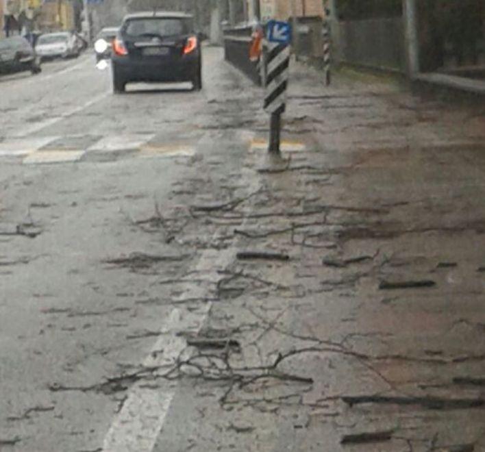 Alberi pericolosi, un problema irrisolto