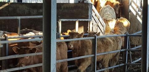 Maltratta le mucche che trasporta, multato 