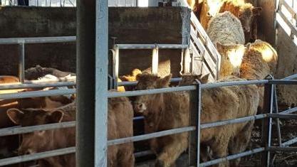 Maltratta le mucche che trasporta, multato