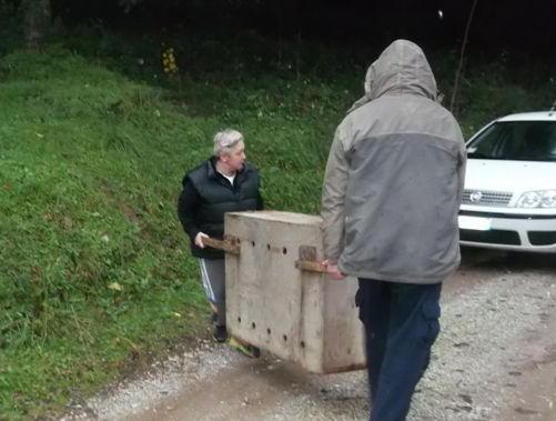 In salvo un capriolo rimasto intrappolato 
