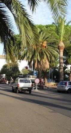 Punteruolo rosso, piano di eradicazione per le palme malate 