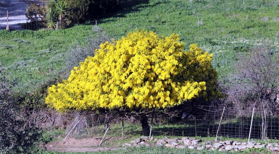 Fioriture fuori stagione in agro di Silanus