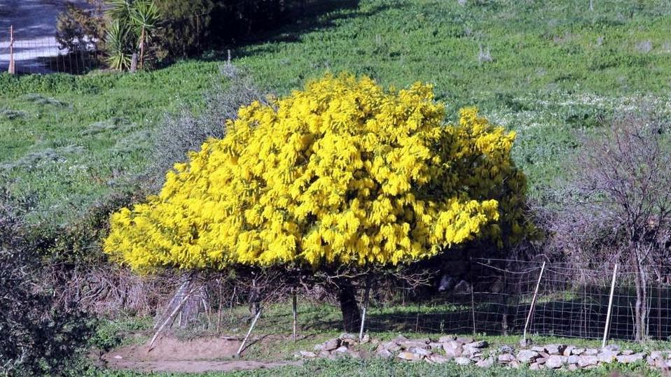 Fioriture fuori stagione in agro di Silanus