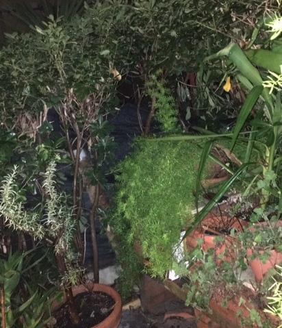Il varco nella siepe del giardino 