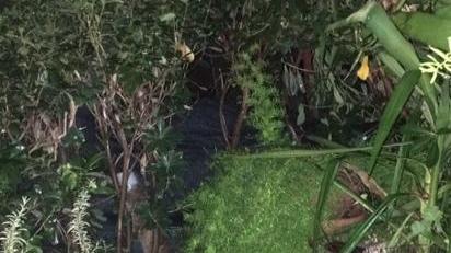 Il varco nella siepe del giardino