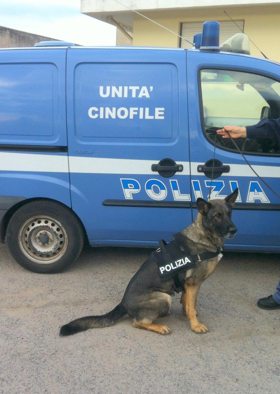 Il cane antidroga Odry