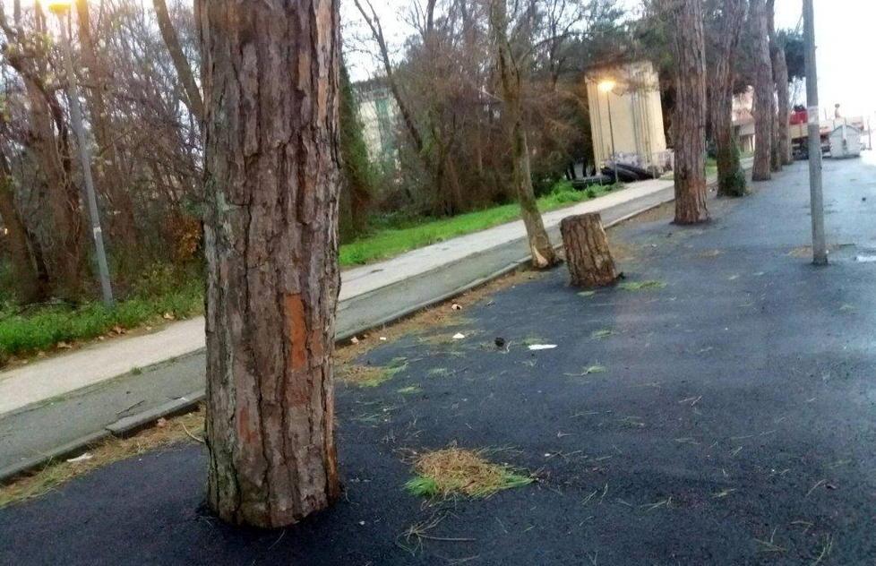 Via Zara, l’asfalto soffoca gli alberi 