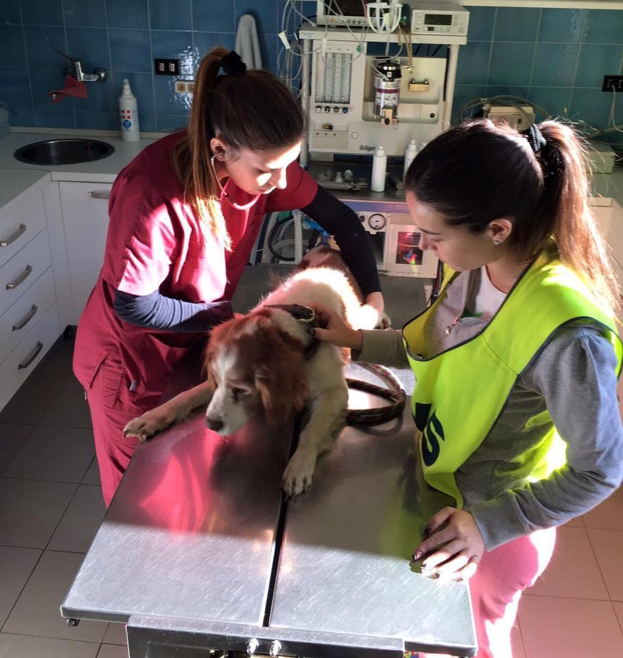 Lucky dal veterinario (foto dal profilo facebook Ambulanzaveterinaria-svs)