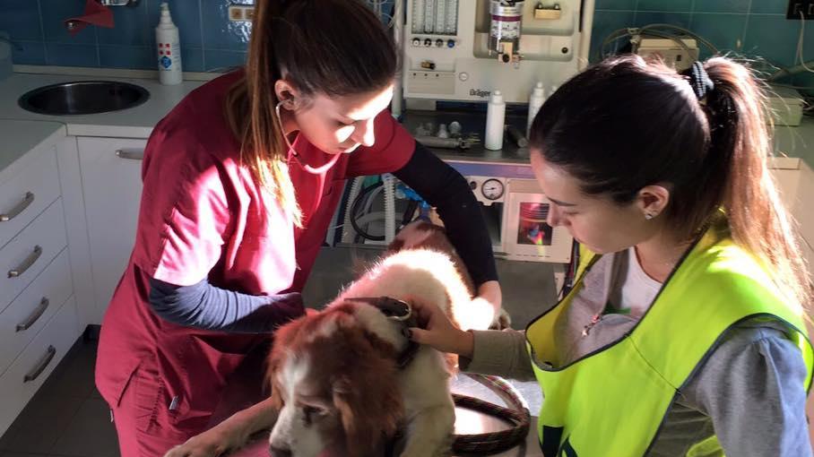 Lucky dal veterinario (foto dal profilo facebook Ambulanzaveterinaria-svs)