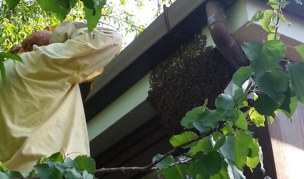 Sassari, case di campagna invase da enormi sciami di api 