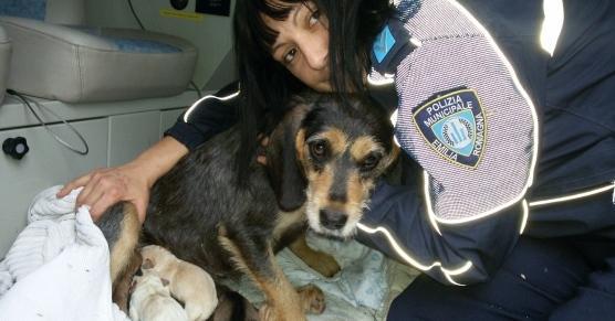 Premiata l’agente che salvò il cane e sei cuccioli 