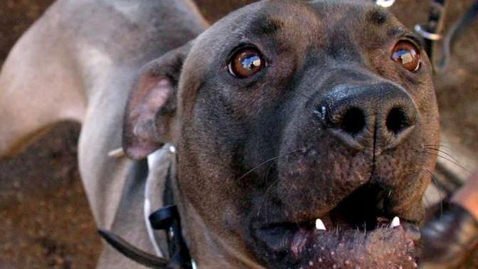 Aggrediti da un pitbull inferocito