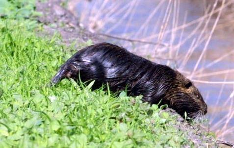 Nutrie, la legge è un caos ma i piani andranno avanti 