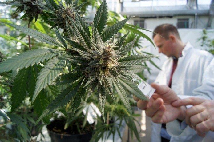 Una pianta di cannabis coltivata per uso terapeutico