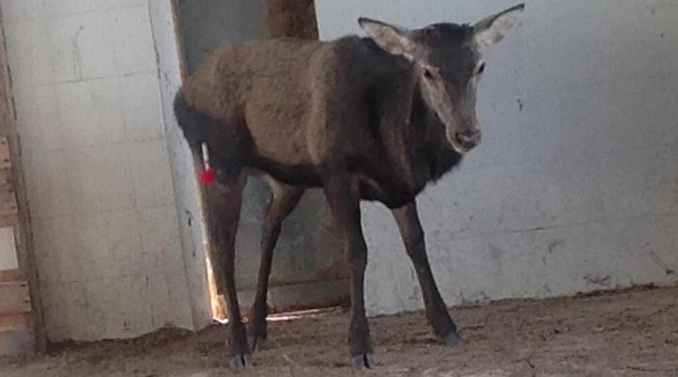 Cervo finisce in un canale di irrigazione. Salvato, è libero