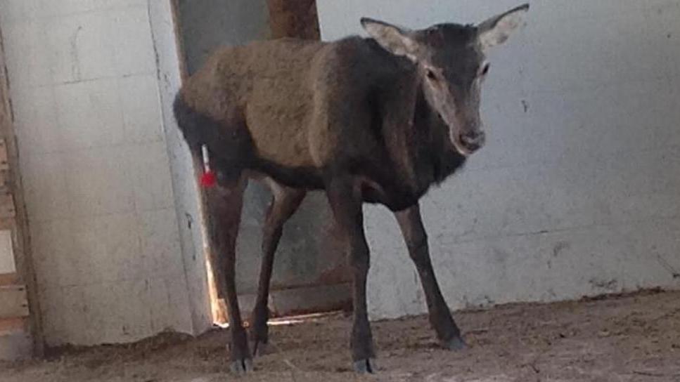 Cervo finisce in un canale di irrigazione. Salvato, è libero