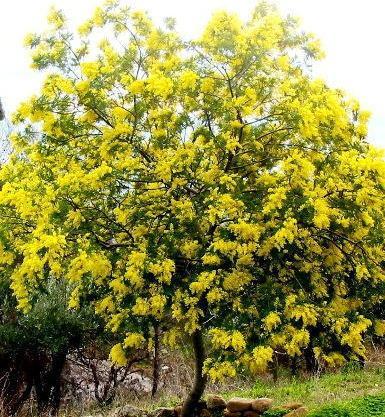 «Mimose in fiore e non è ancora la festa delle donne» 