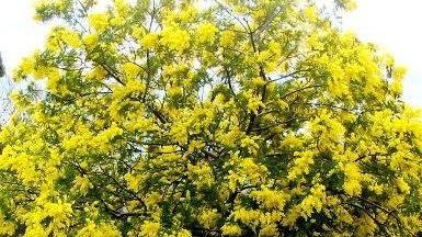 «Mimose in fiore e non è ancora la festa delle donne»