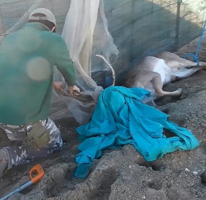 Liberato daino impigliato in una rete ai Lidi comacchiesi