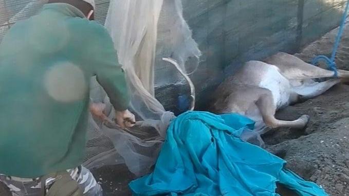 Liberato daino impigliato in una rete ai Lidi comacchiesi